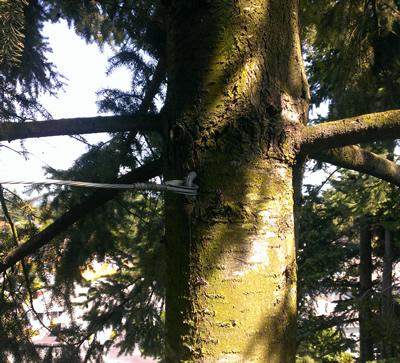 Tree Cable Bracing