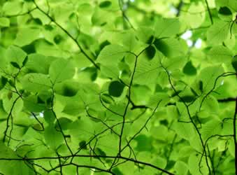 Professional tree surgeons in Sevenoaks TN13 TN14 and TN15