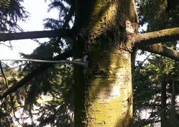 Cable Bracing. Professional tree care