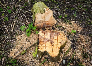 Tree stump grinding - stump removal