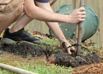 Tree and hedge planting service