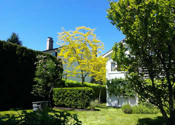 Tree trimming, shrub and hedge pruning